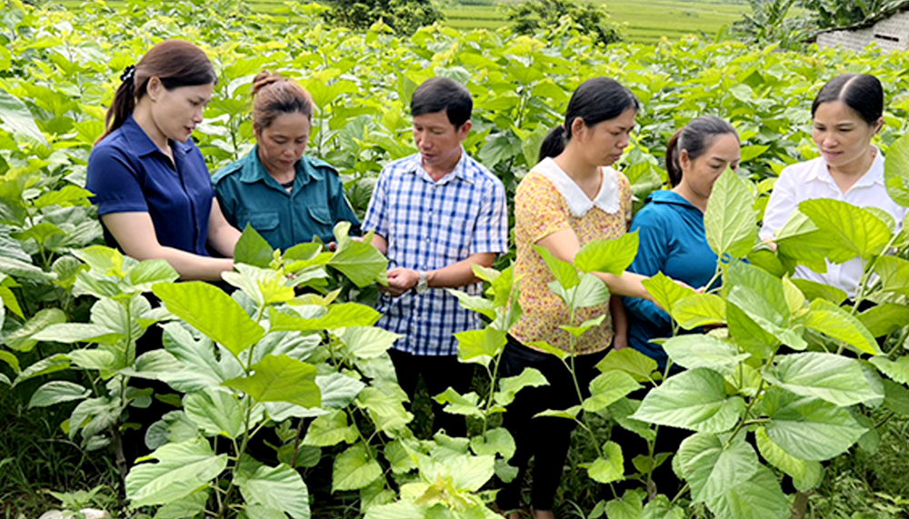 Lãnh đạo xã kiểm tra tình hình sản xuất mô hình trồng dâu nuôi tằm của nhân dân thôn Bản Hốc.
